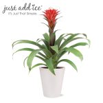 Wild Interiors 14" Tall Bromeliad Live Plant in 5" Decorative Fiber Clay Pot
