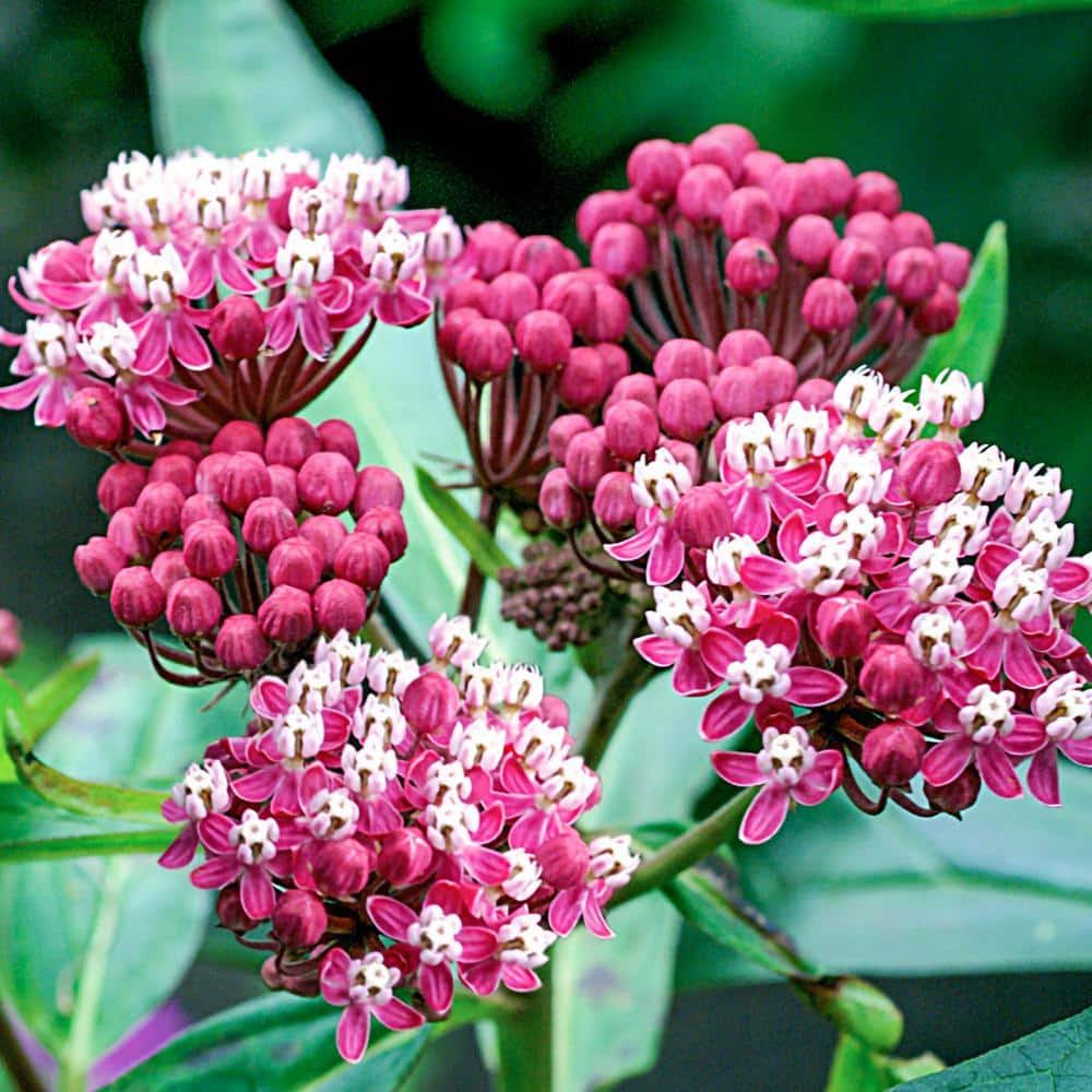004103d4302cb5b6e0a194bb20c6daab9657af74a1d303233a26b92c351d008f.jpg Soulmate Butterfly Flower - Image 1