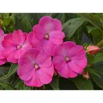 2 gal. Compact Lilac SunPatiens Impatiens Outdoor Annual Plant with Bright Purple Flowers in 12 in. Hanging Basket