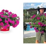 Roberta's 4-Piece Caliope Cascade Violet Geranium Plants