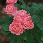 1 gal. Reminiscent Coral Rose (Rosa), Live Plant, Shrub, Pink Flowers