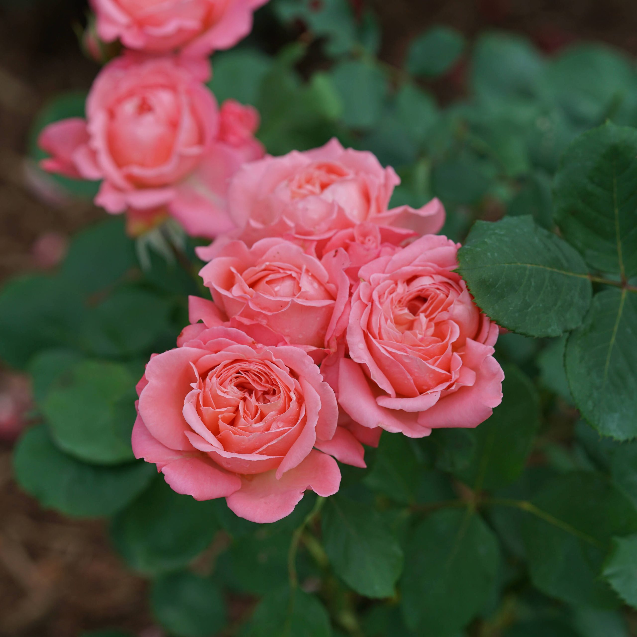 01f93af6d8528a27c8b4c7e3e8b2f9f35ec4a3632392cd1b4a0cbdfe641f80e0.jpg 1 gal. Reminiscent Coral Rose (Rosa), Live Plant, Shrub, Pink Flowers - Image 1