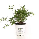 Proven Winners Yuki Cherry Blossom (Deutzia) Live Shrub, Light Pink Flowers, 4.5 in. Quart