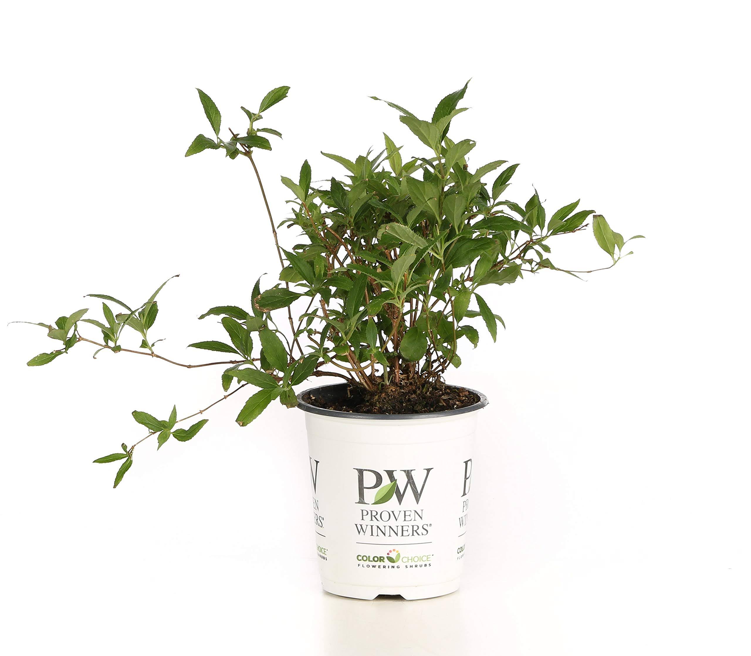 021736863316bdf64e85d22ab168f9cbcd222dfb585db5d80837a8fc42fe8bde.jpg Proven Winners Yuki Cherry Blossom (Deutzia) Live Shrub, Light Pink Flowers, 4.5 in. Quart - Image 1