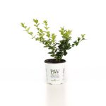Proven Winners Golden Ticket Privet (Ligustrum) Live Shrub, White Flowers and Yellow Foliage, 4.5 in. Quart