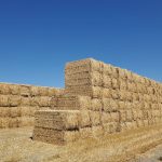 {New Harvest} Premium 100% Natural Wheat Straw Grass Harvested 2021, Farmer Direct Excellent Animal Bedding, Garden Cover, Mulch and Farm Wheat Straw