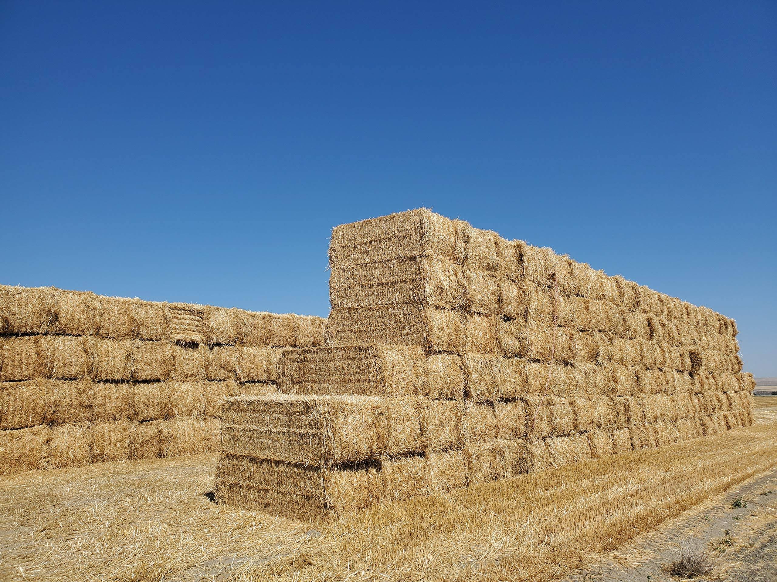 0274ce8682cc3fc6a0da073f34c20aba94736d1d8dc5f23ccfe0bb047df3e7be.jpg {New Harvest} Premium 100% Natural Wheat Straw Grass Harvested 2021, Farmer Direct Excellent Animal Bedding, Garden Cover, Mulch and Farm Wheat Straw - Image 1