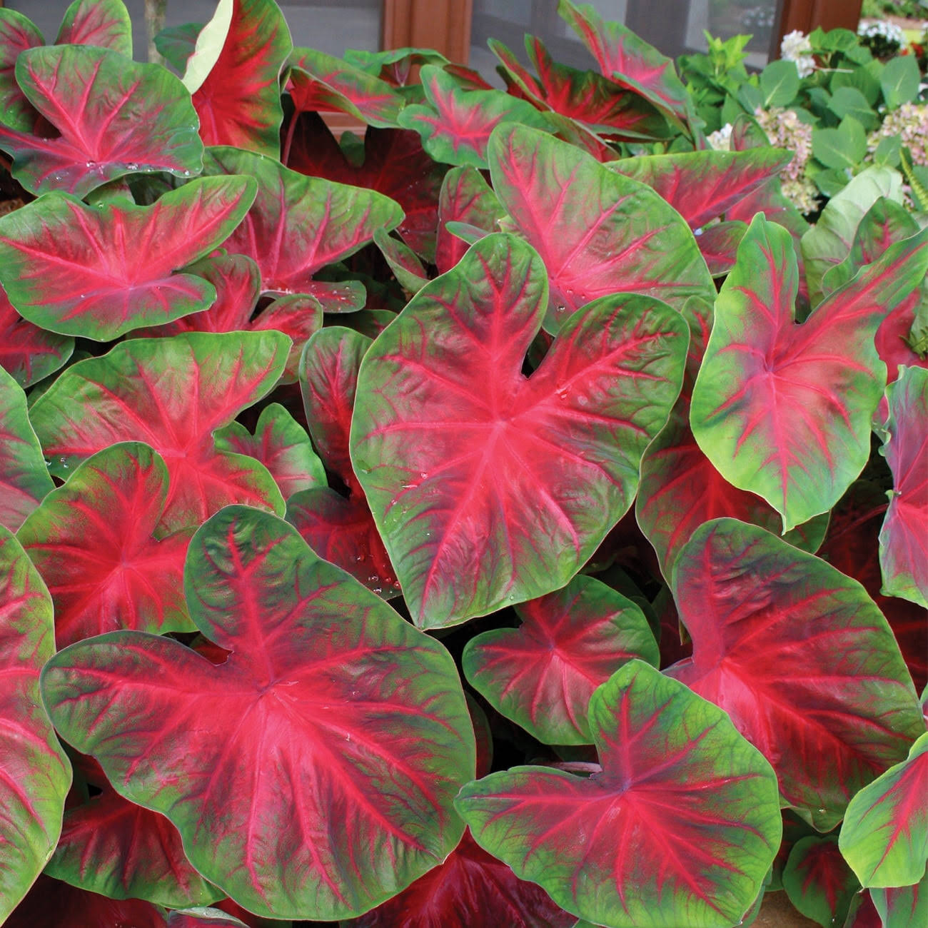 0358bb5373d0bfb4b092f7f0b7f31a2ba3cd8f2f3a68465c8753d0f4a73942ae.jpg Van Zyverden Caladium Blaze Dormant Bulb Full Shade Multi-Color, 736250 - Image 1