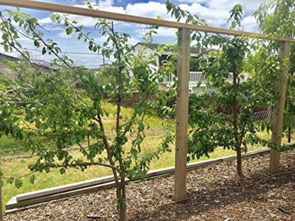 042cb395c7f2287d5020305ea5cfe94a108722bef4eb88651df8ee9d9cb1d1d7.jpg Espalar Post Mounted Heavy-Duty Espalier/Trellis Kit for Climbing Plants,Vines and Greenwalls (Wire Included) - Image 1