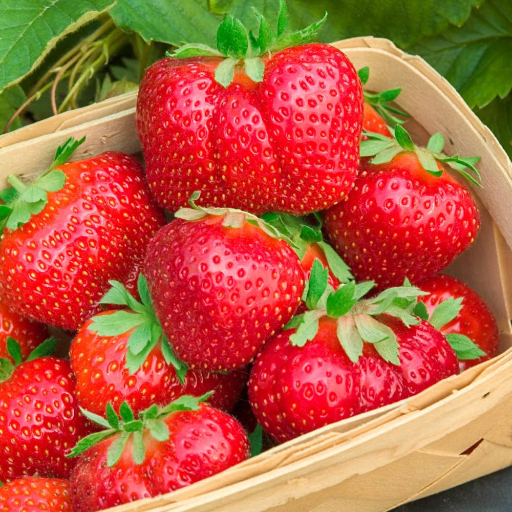 Gurney's Whopper Strawberry Plant - 10
