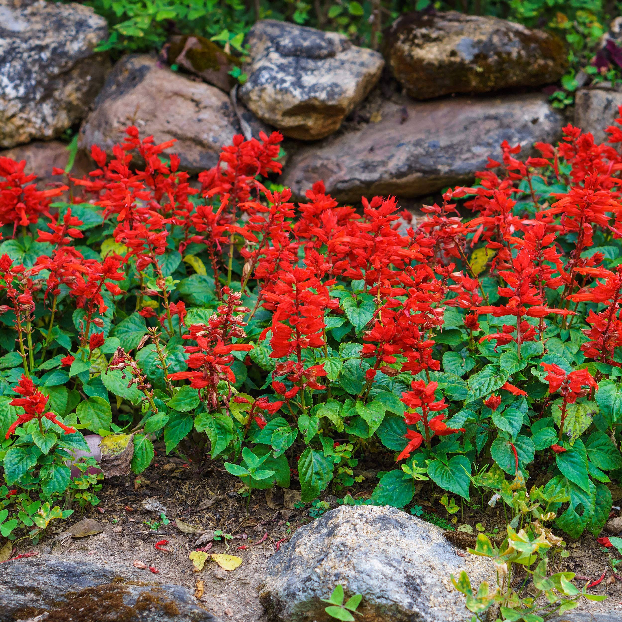 0582fde41273693bd31d57b2792fd5b526c893ff1572c1624677f72391288ff4.jpg Outsidepride Sage Scarlet Wildflower - 5000 Seeds - Image 1