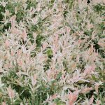 Dappled Willow Dormant Bare Root Flowering Starter Shrub (1-Pack)