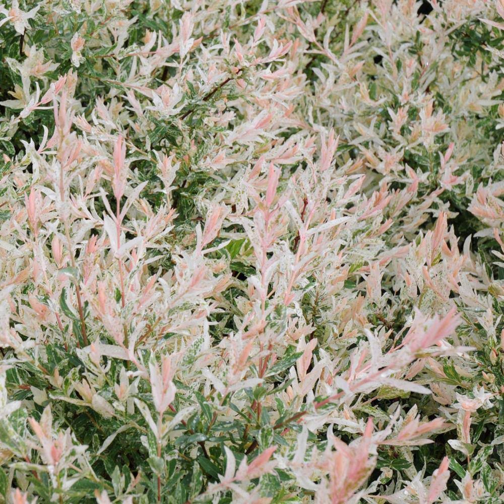 058d6407376259b4e57d3176842c5e5cd6f8c9bbeee24aac94f12fbb1e2d50ed.jpg Dappled Willow Dormant Bare Root Flowering Starter Shrub (1-Pack) - Image 1