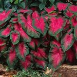 Caladium Buck 6 Bulbs - Elegance for Shady Gardens. Now Shipping !