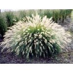 30 White Fountain Grass Pennisetum Villosum Ornamental Flower Seeds
