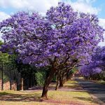 2-3 ft. - Jacaranda Tree - Breathtaking Flower Clusters on a Fast-Growing Tropical Tree