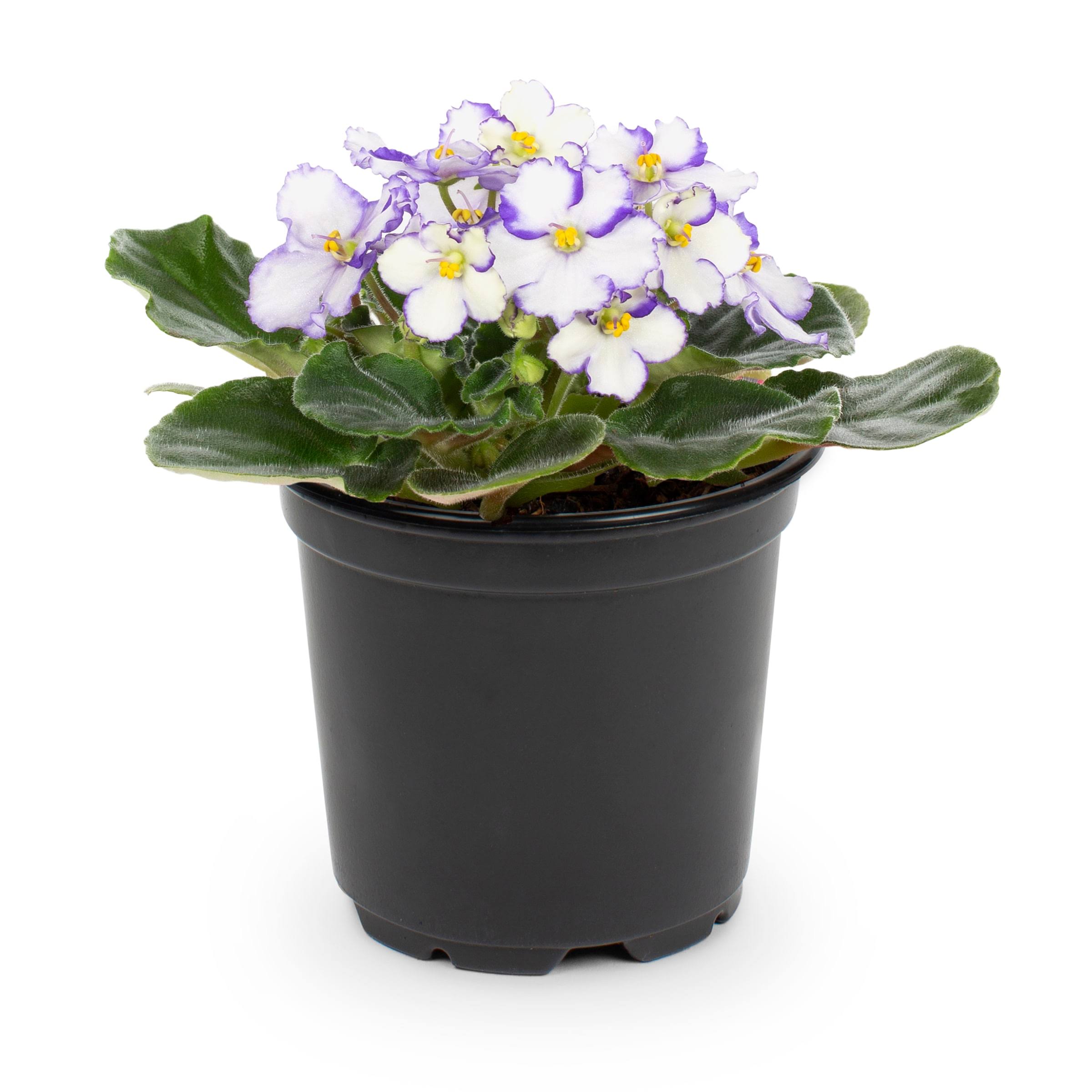 06c96d8fe99a68cab10ec9be64867afd7cef4fed69f78dc7358b433ad19faad4.jpg Lowe's African Violet House Plant in 13-oz Pot | Nursery - Image 1