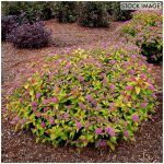 Spiraea Rainbow Fizz 4" Potted Rocketliners Set of 3 Plants - Van Zyverden