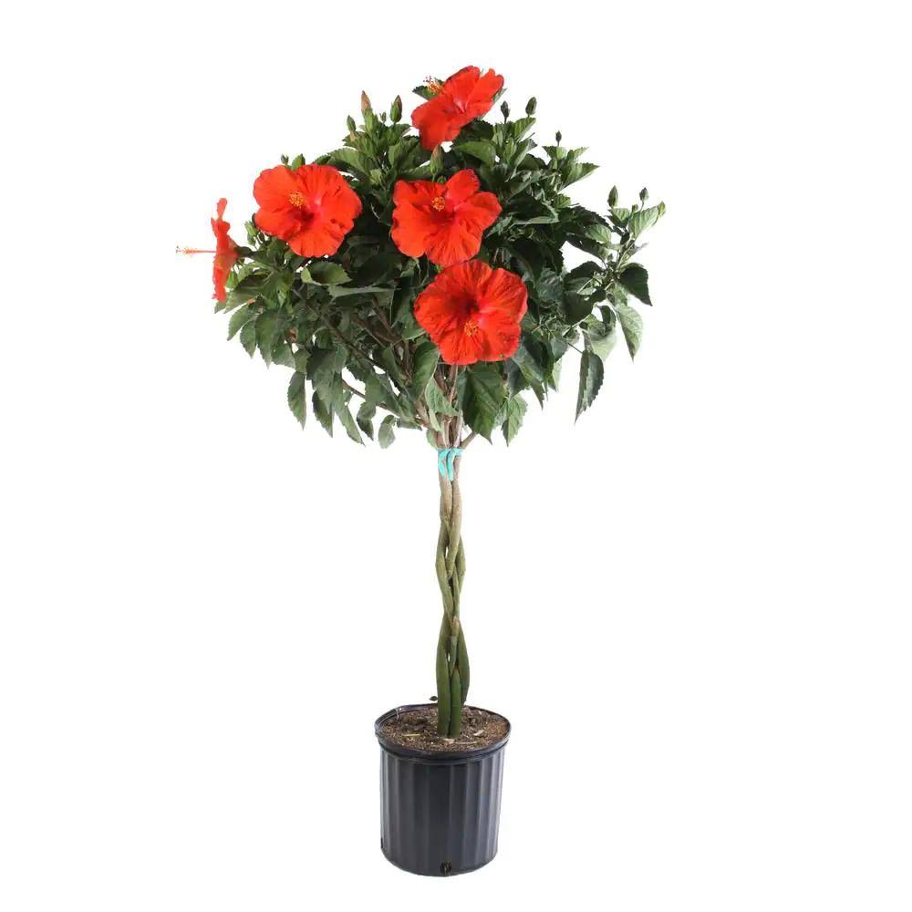 Grower's Choice Braided Hibiscus Tropical Plant in 2 gal. Grower Pot, Avg. Shipping Height 3-4 ft. Tall