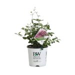 Proven Winners 1 gal. Bloomerang Dark Purple Reblooming Lilac (Syringa) Live Shrub, Purple Flowers