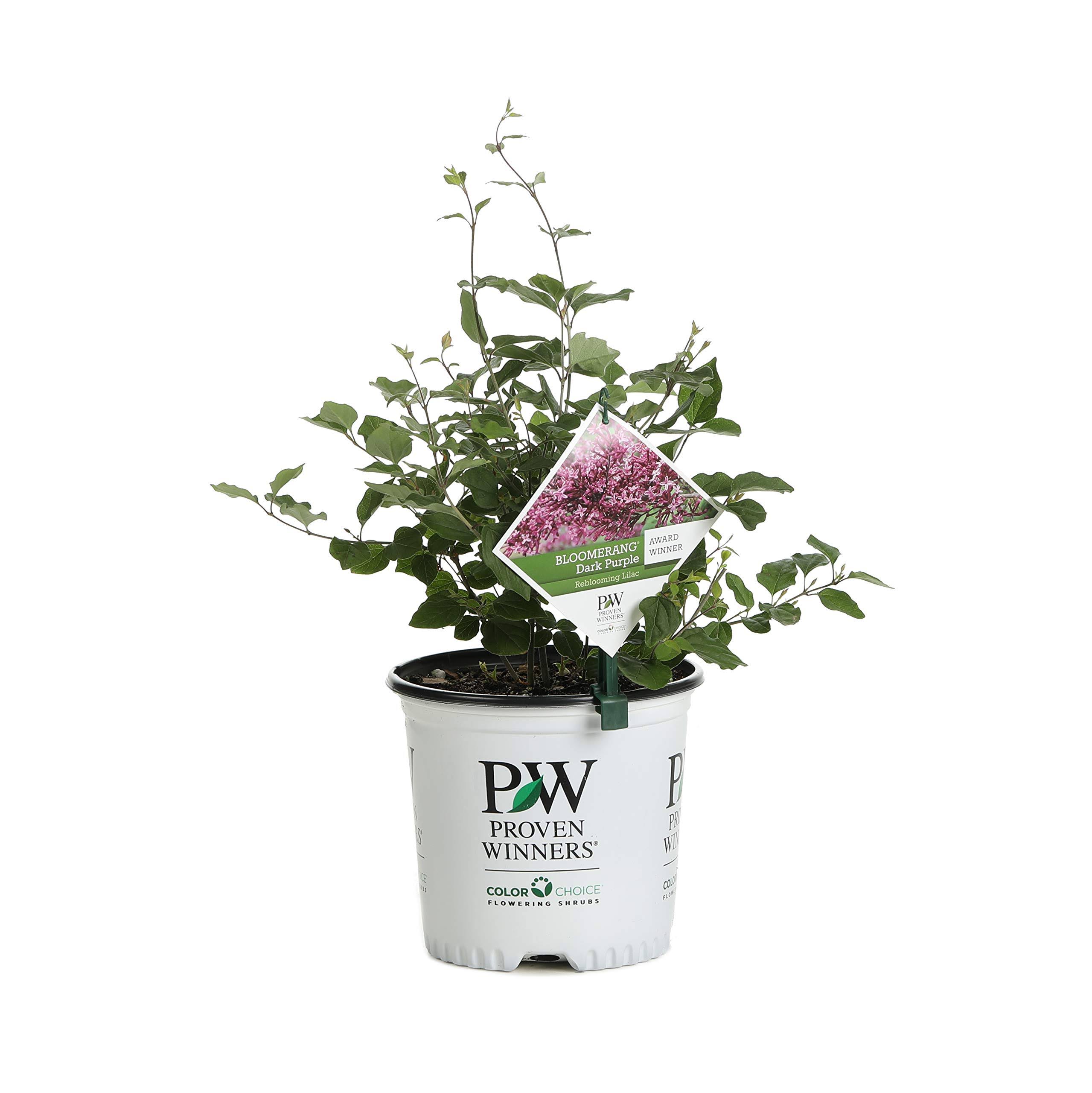 08c1ab87938409ba16f701be6bd7be8ed49ea468c3b9ed6910526af70b947fb8.jpg Proven Winners 1 gal. Bloomerang Dark Purple Reblooming Lilac (Syringa) Live Shrub, Purple Flowers - Image 1