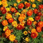 Outsidepride Marigold Flower Seed Mix - 1/4 lb