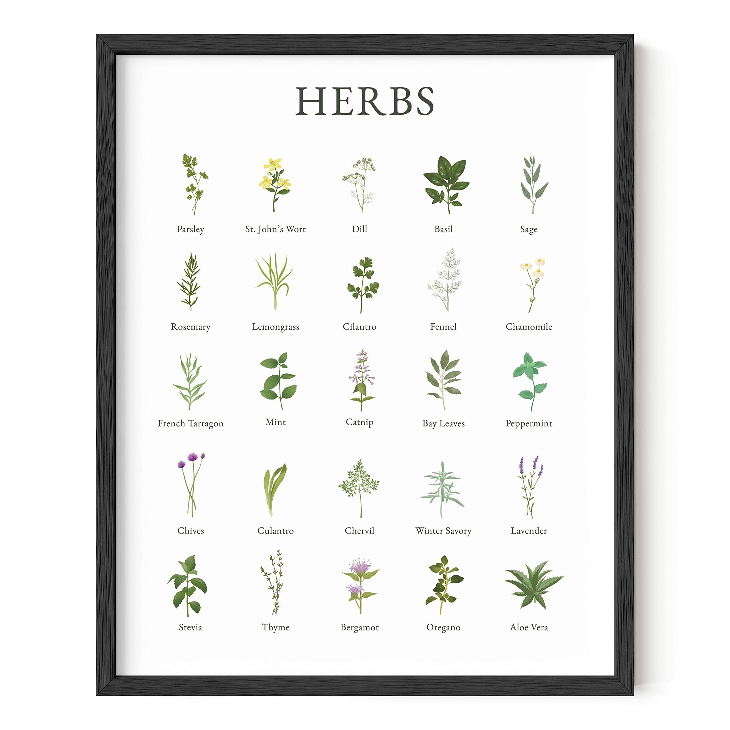 0941582549b7229affcd491b5e4122557d8ca59be0c048e33f338e2b4bbe9a47.jpg Haus and Hues Herb Pictures for Kitchen Wall Art - Kitchen Herbs Wall Art and Botanical Prints Herbs Art Kitchen Wall Art Herbs and Kitchen Art - Image 1