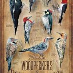 Backyard Woodpeckers of North America 12" x 18" Wood Sign by Susan Bourdet