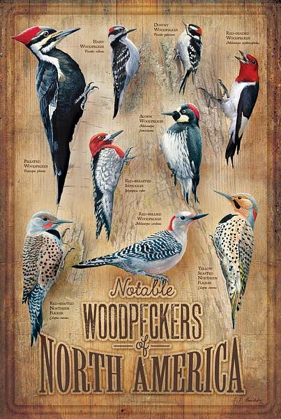 09a806324557be49a15da3f65d549a3d13b6b20ebbb22329a5a4bba048b6766e.jpg Backyard Woodpeckers of North America 12" x 18" Wood Sign by Susan Bourdet - Image 1