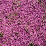 Flower Mat, Ground Cover, Creeping Thyme
