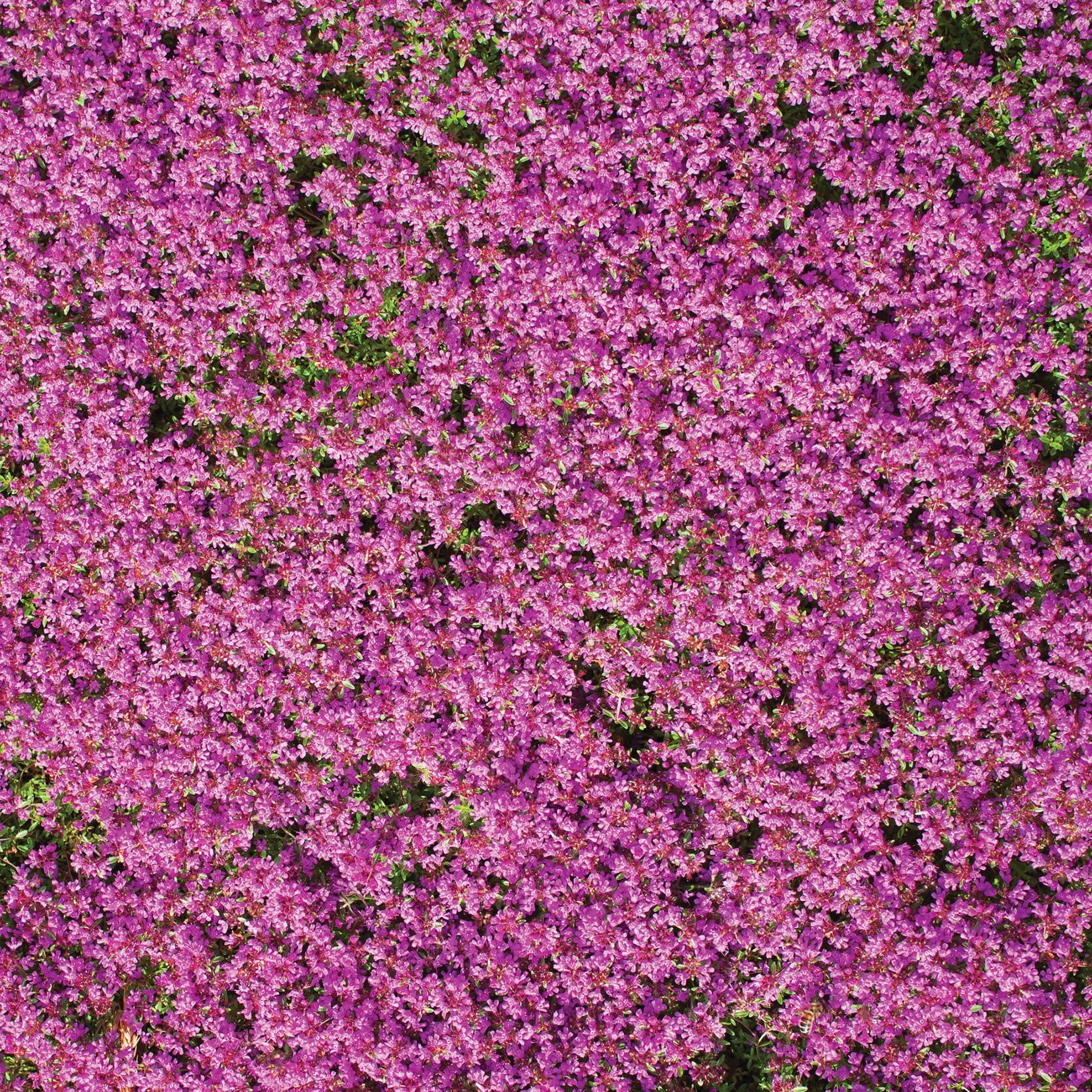 0a093b72410eb88ec3a475f06dd6b775401b93f09371a7cf71977240d2071b90.jpg Flower Mat, Ground Cover, Creeping Thyme - Image 1