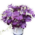 T-shin Oxalis Triangularis 10 Bulbs - Purple Shamrocks Lucky Lovely Flowers Bulbs Grows Indoor or Outdoor