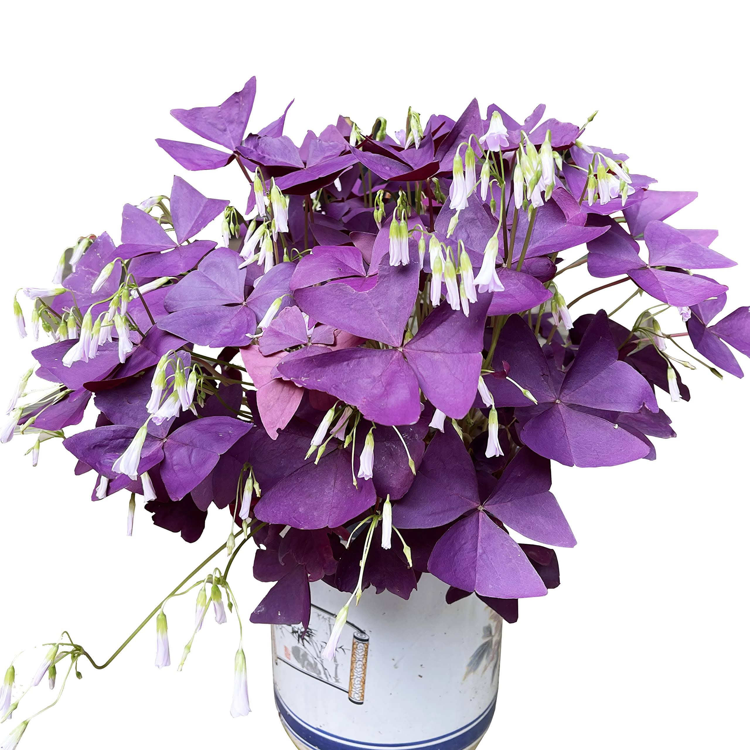 0a0a005facd217c5e264ff92d2643580c2e127b0045a4d420d273a1d02ed5993.jpg T-shin Oxalis Triangularis 10 Bulbs - Purple Shamrocks Lucky Lovely Flowers Bulbs Grows Indoor or Outdoor - Image 1