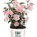 Green Promise Farms Pink Chiffon Rose of Sharon, Pink Flowering Plant in 3 Gallon Pot - Hibiscus Syriacus 'Pink Chiffon'