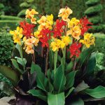 Van Zyverden Cannas, Giant Tall Mixed, Set of 6 Bulbs