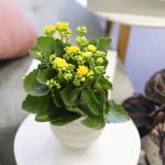 Kalanchoe blossfeldiana 'Calandiva Yellow' | Houseplant Decor 2" Pot / Grower Pot by Succulents Box