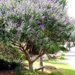 Chaste Tree 10 Live Seedlings Texas Lilac Shoal Creek Vitex Agnus Castus Purple Flowering Lilac Shrub