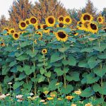 Burpee Sunforest Mix Sunflower Seeds 100 Seeds