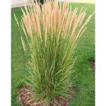 Online Orchards 1 gal. Avalanche Feather Reed Grass - Lovely Tall, Variegated Ornamental Grass Perfect for Borders and Accents