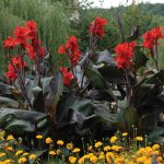 Van Zyverden Canna Black Knight Dormant Flower Bulb Full Sun; 6+ Hrs Red