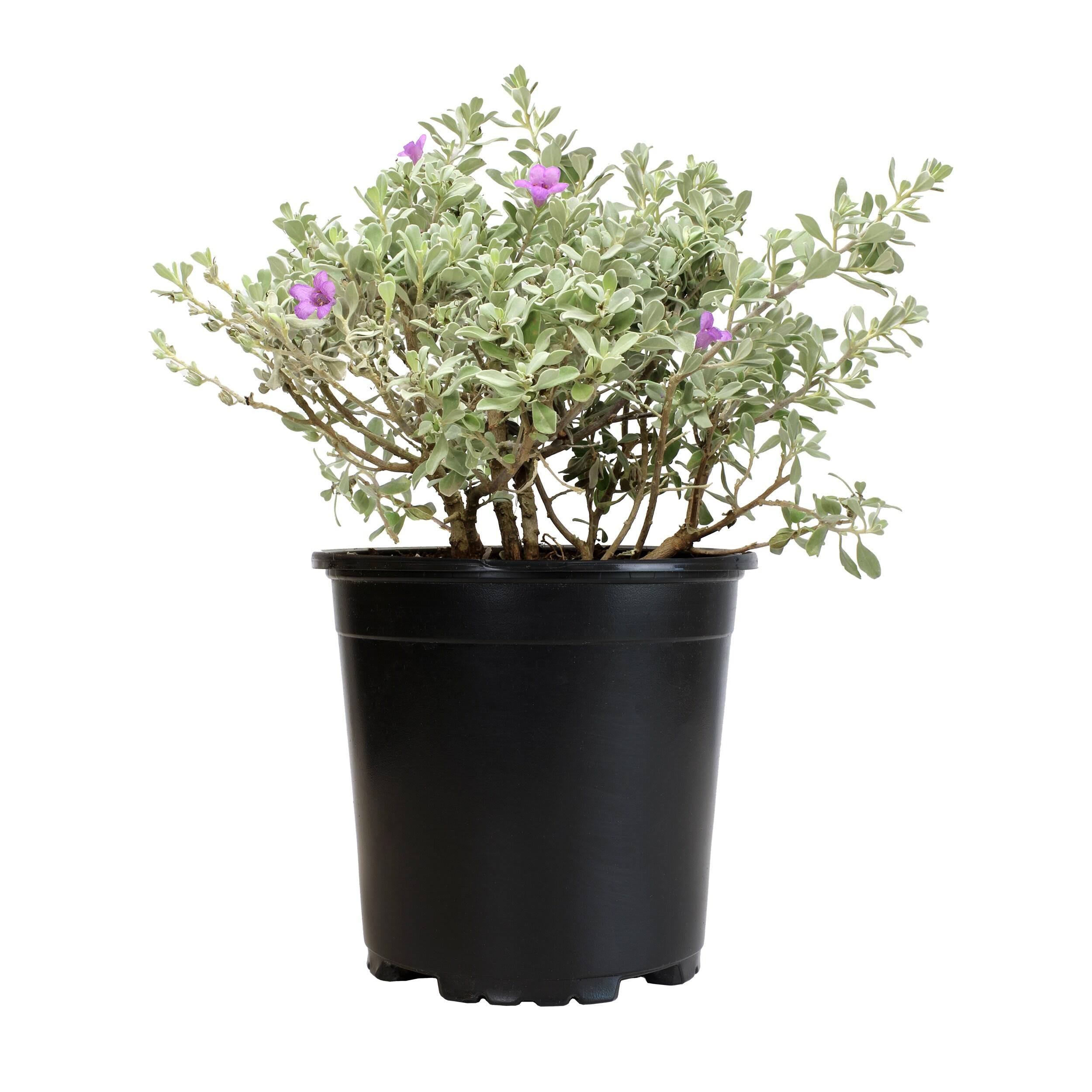 0ed45c276d20c000832d8af3b45140220dd8946a9b22dad559ed26ce6bdeb371.jpg Altman Plants Purple Silverado Sage Flowering Shrub in 2.5-Quart Pot - Image 1