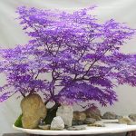 CHUXAY Garden Ghost Purple Maple,Acer Palmatum,Japanese Maple Tree 30 Seeds Rare Color Tree Hardy Deciduous Shrub Striking Landscaping Plant Decor