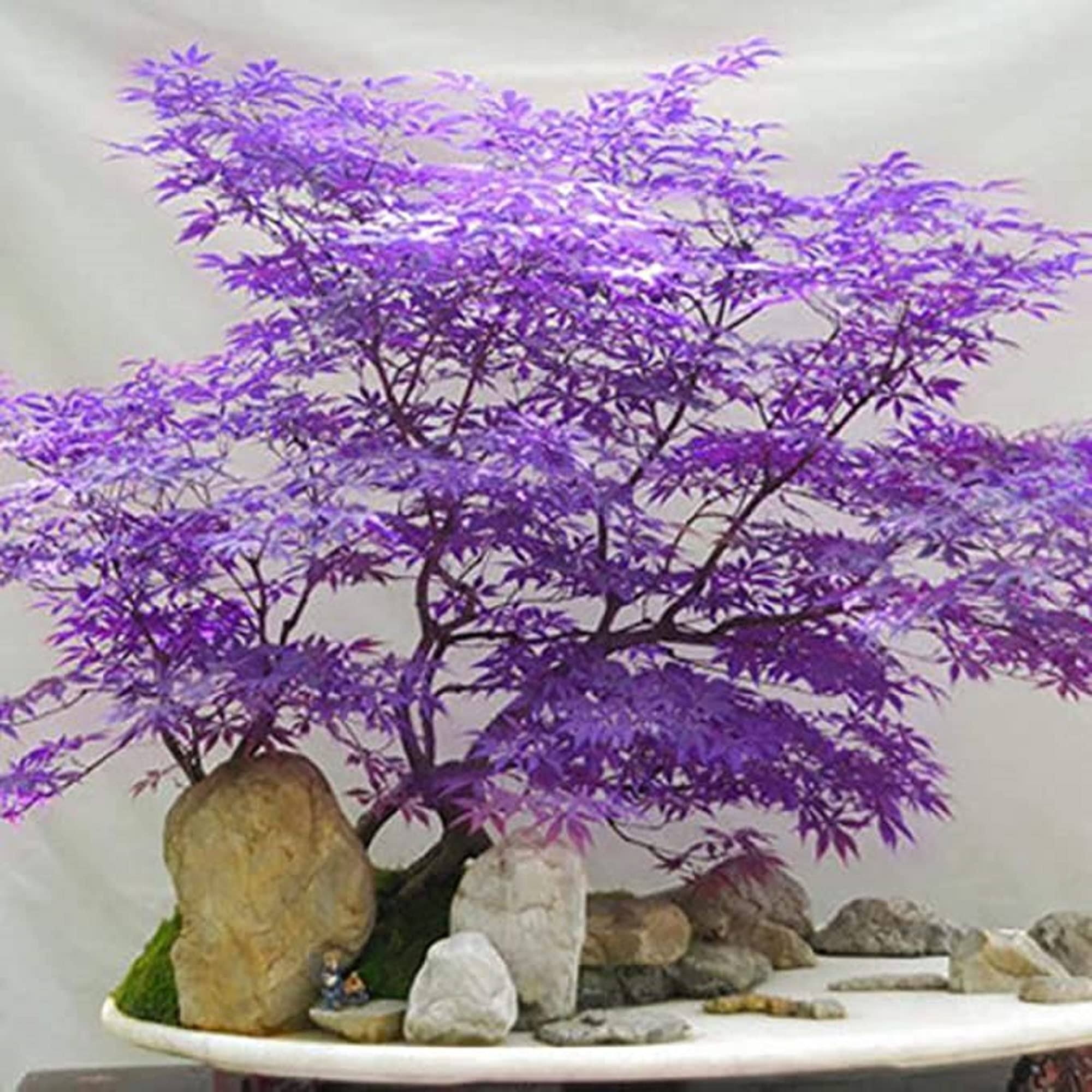 0edd4deb59e02f62905d6d572365de1e16fc15f9d8fe7bfbc5a2f78ff8708833.jpg CHUXAY Garden Ghost Purple Maple,Acer Palmatum,Japanese Maple Tree 30 Seeds Rare Color Tree Hardy Deciduous Shrub Striking Landscaping Plant Decor - Image 1