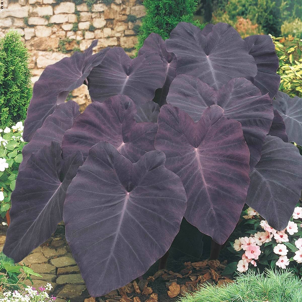 0f2a38ebe2c53781a77fbabe9c6e1e1824d72486a3b72740272e60700b30ee85.jpg Breck's No Flowers Black Magic Elephant Ears Dormant Foliage Bulbs Bagged 3-Pack | 90295 - Image 1
