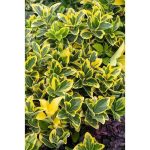 1 gal. Golden Euonymus (Japonicus Aureomarginata) Live Evergreen Shrub with Green and Gold Variegated Foliage