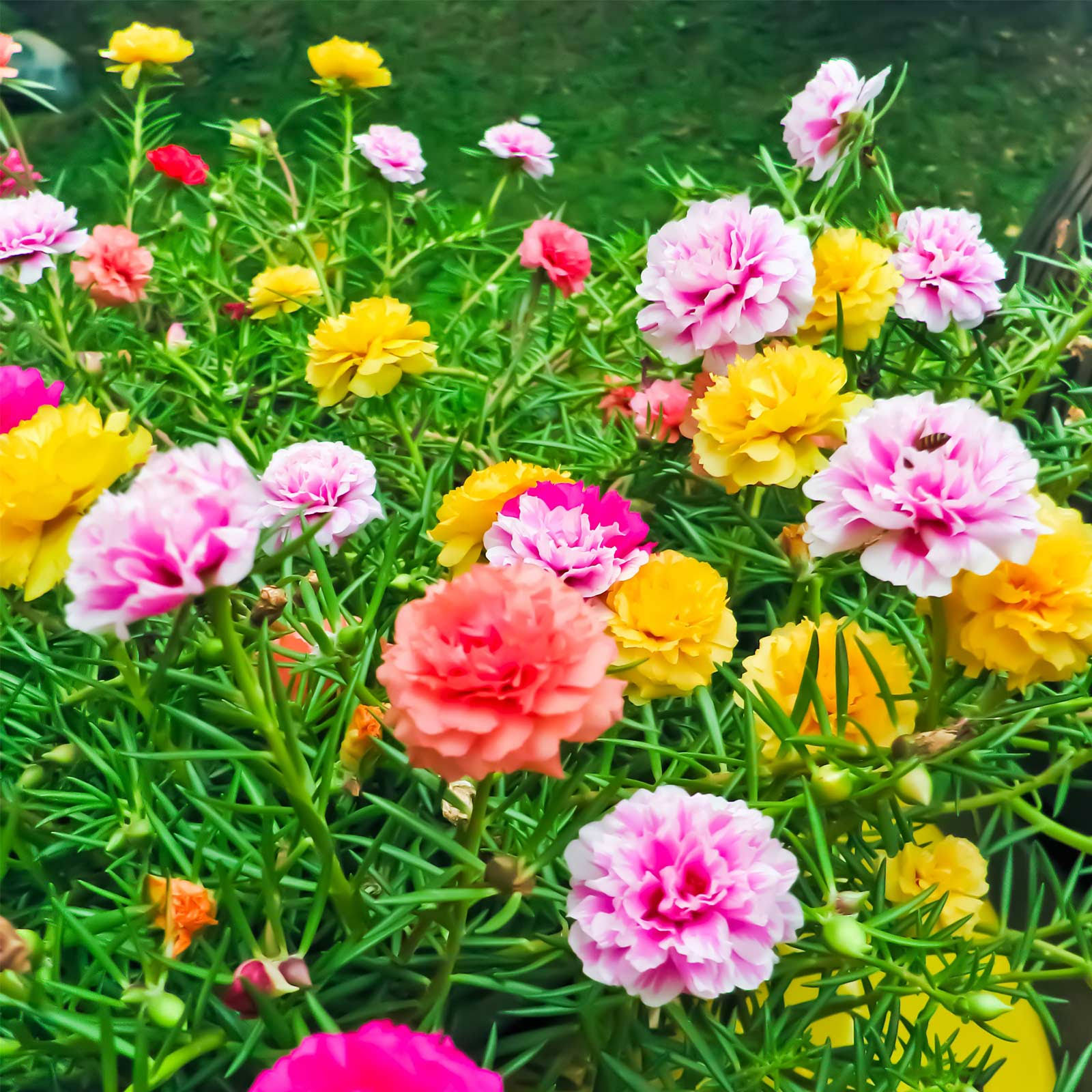 0f8c55b682d710690dad646ecdcd62b6227632bc6b216d67f232525ff73d0840.jpg Portulaca Flower Seeds - Double Mix - 500 mg Packet ~4500 Seeds - Color Mix - Annual Flower Gardening - P. Grandiflora - Image 1