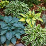 Garden State Bulb Hosta Variegated Mix, Bare Root Tubers (Bag of 12)