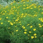 Perennial Farm Marketplace Coreopsis Verticillata Zagreb (Tickseed) Perennial, Size-#1 Container, Golden Yellow Flowers