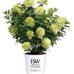 2 gal. Limelight Hydrangea Shrub with Green to Pink Flowers