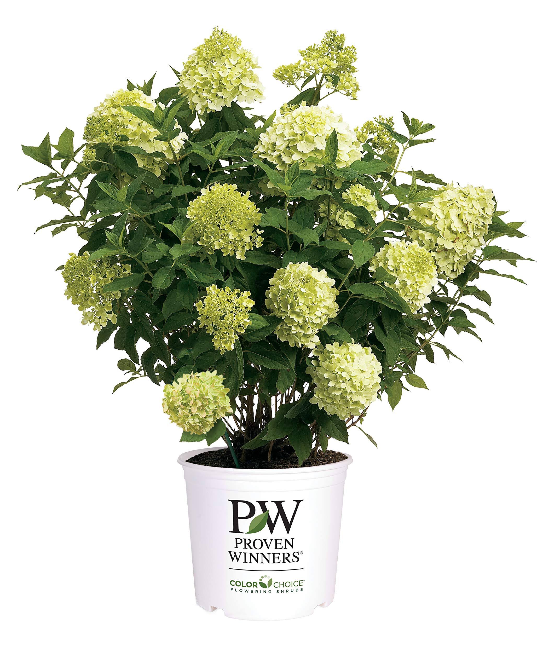 1052d150d1cff4400256c8ecb3f374800c7f9168d020e90edee893154128d55c.jpg 2 gal. Limelight Hydrangea Shrub with Green to Pink Flowers - Image 1
